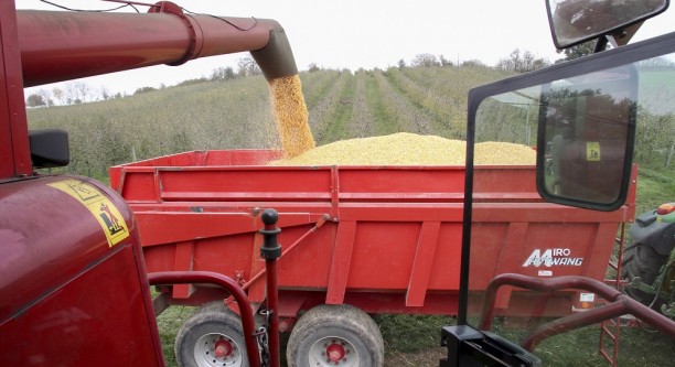 Mais wird zu Bioethanol weiterverarbeitet © European Union