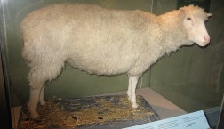 Klonschaf Dolly: Das erste geklonte Säugetier. Foto: Maltesedog (gemeinfrei)